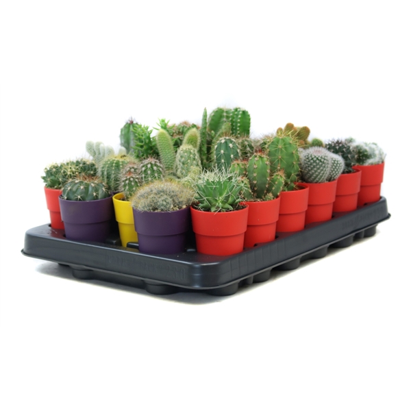 <h4>Cactus 5,5 cm in plastic tango sierpot</h4>