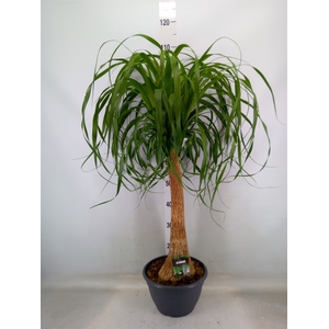 Beaucarnea recurvata