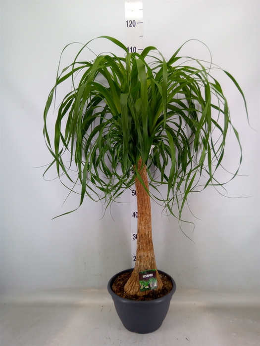 <h4>Beaucarnea recurvata</h4>