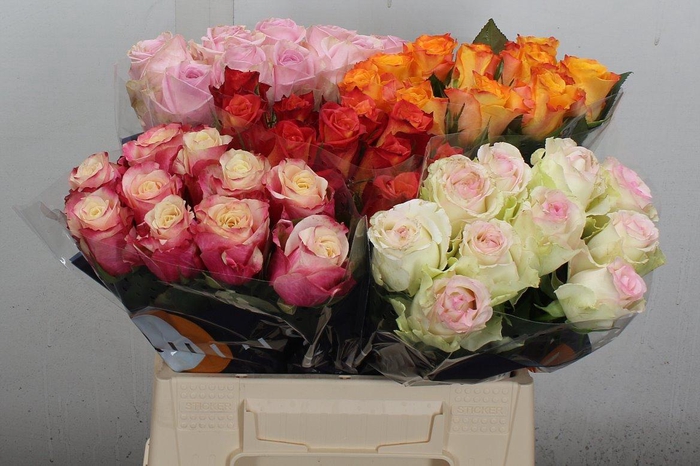 <h4>R Gr Gem In Fust</h4>