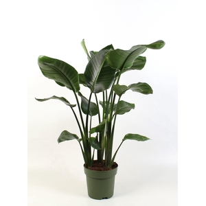 Strelitzia nicolai 3 stek pp