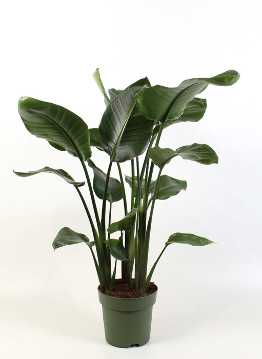 <h4>Strelitzia nicolai 3 stek pp</h4>