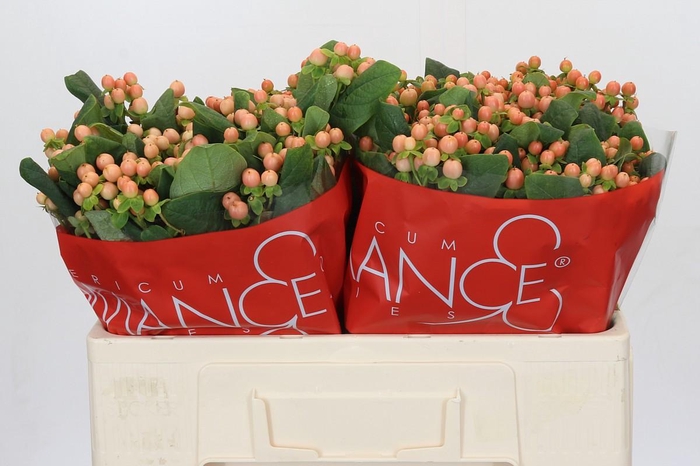 Hypericum Mellow Romance