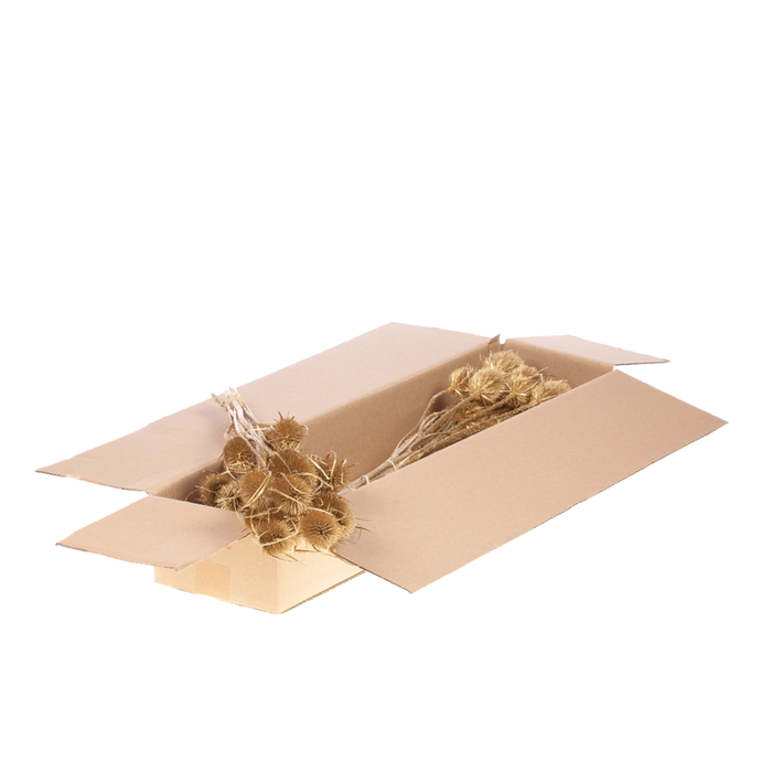 <h4>Chardon 55cm Sb Gold</h4>