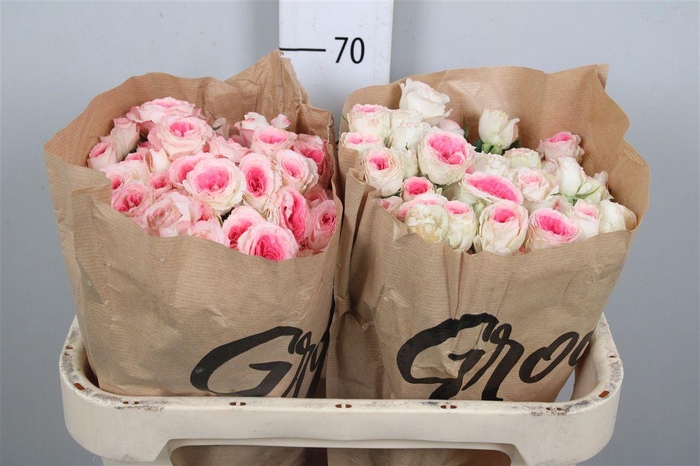 <h4>R Tr Midnight Magic</h4>