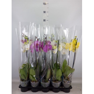 Phalaenopsis   ...mix  5