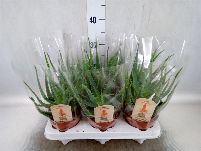 <h4>Aloe arborescens</h4>