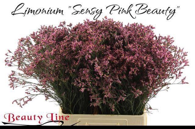 <h4>LIM SIN SEN PIN BEAU</h4>