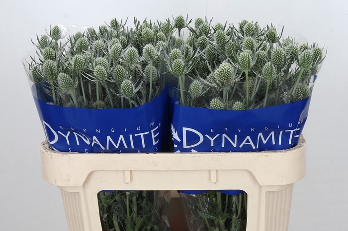 Eryngium Silver Dynamite