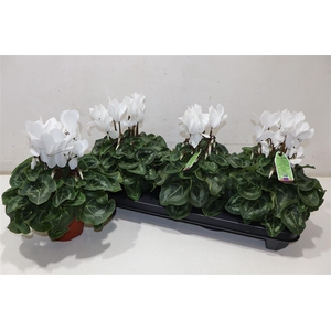 arr8 Cycl Md Sup Macro White