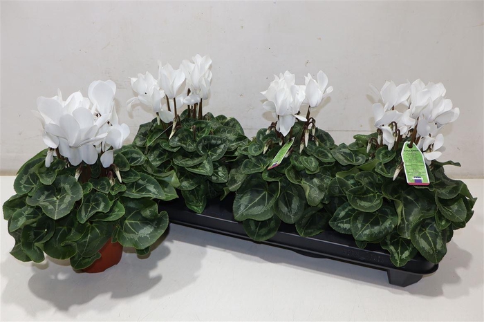 <h4>arr8 Cycl Md Sup Macro White</h4>