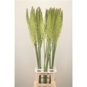 Eremurus Yellow Rebel