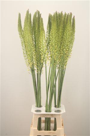 <h4>Eremurus Yellow Rebel</h4>
