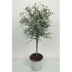 EUCAL GUNNII