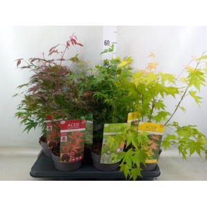 Acer palmatum