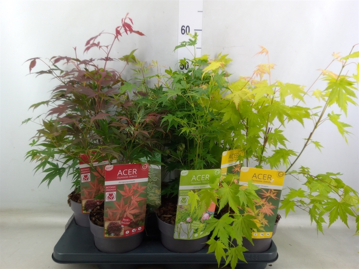 <h4>Acer palmatum</h4>