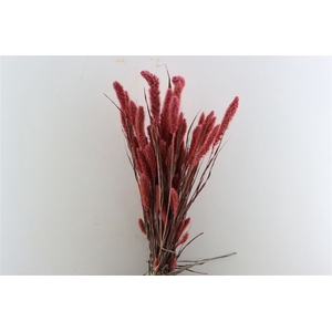 Dried Setaria X5 Frosted L Pink Bunch