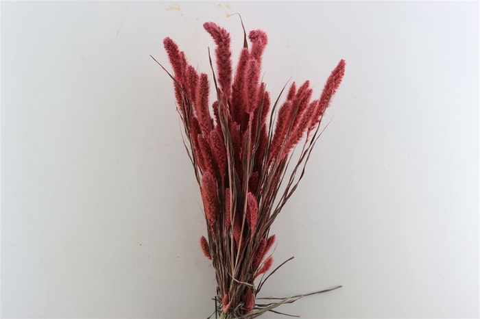 <h4>Dried Setaria X5 Frosted L Pink Bunch</h4>