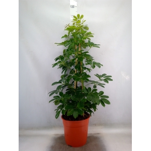 Schefflera arbor. 'Compacta'