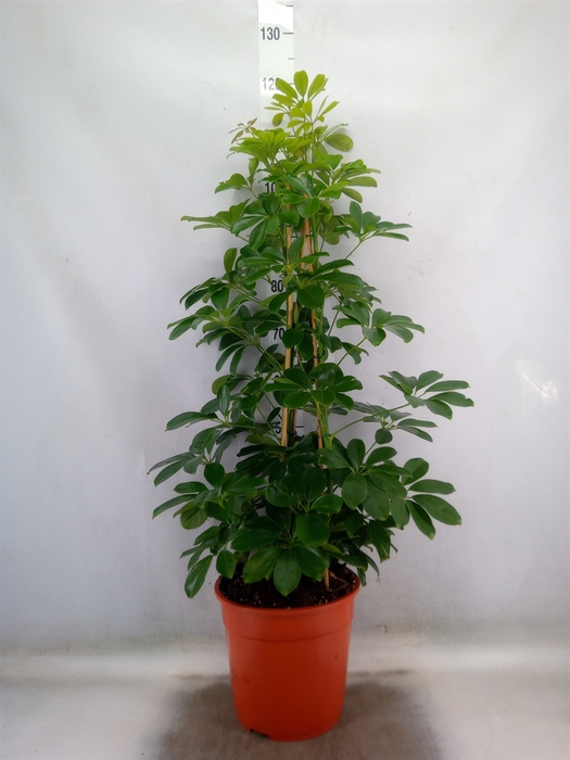 <h4>Schefflera arbor. 'Compacta'</h4>