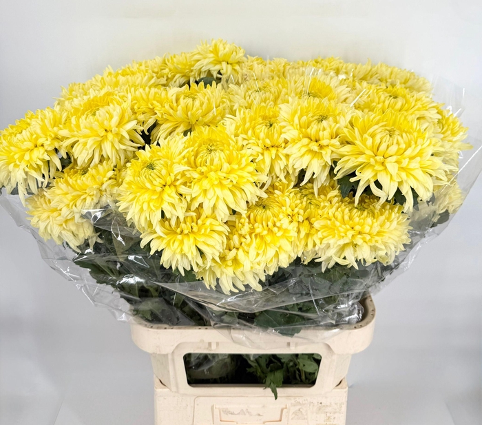 <h4>Chrys Gp Magnum Yellow</h4>