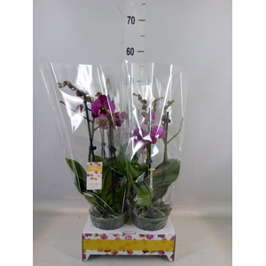 Phalaenopsis   ...lilac