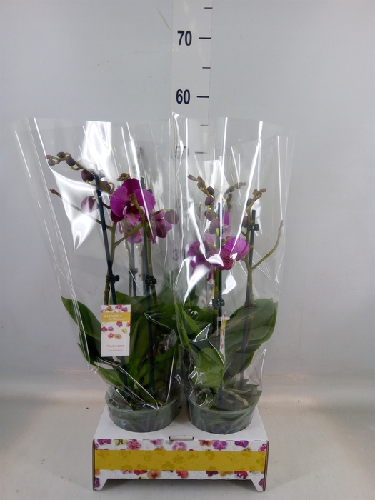 <h4>Phalaenopsis   ...lilac</h4>