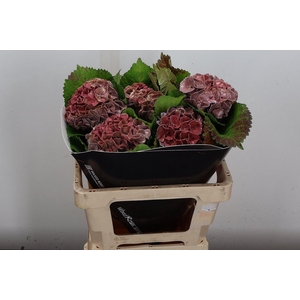 Hydr Wx (55cm) Classic Pink