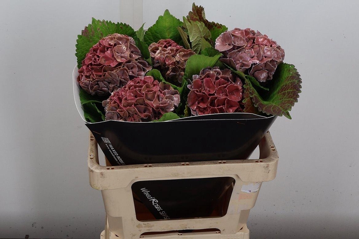 <h4>Hydr Wx (55cm) Classic Pink</h4>