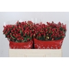 Hypericum True Romance