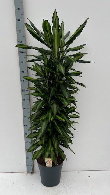 <h4>DRA FRAG CINTHO</h4>