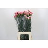 Dianthus St Safari