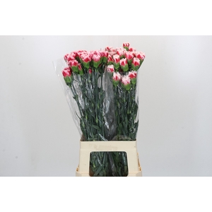 Dianthus St Safari