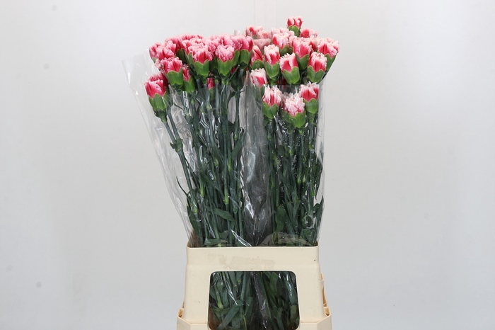 <h4>Dianthus St Safari</h4>