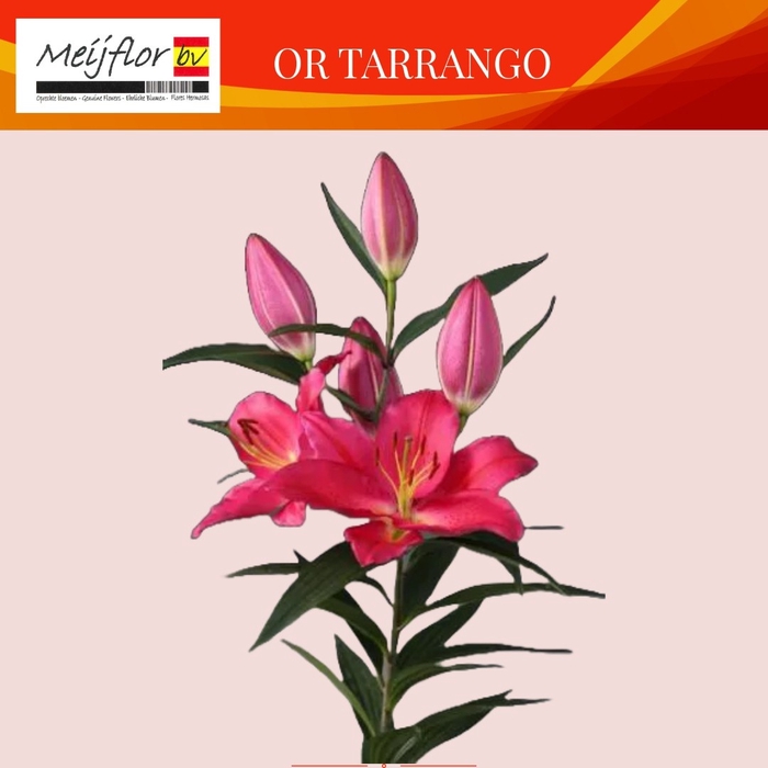 <h4>LI OR TARRANGO</h4>