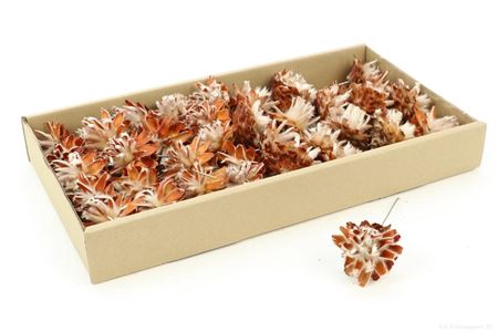 Stem Plumosum 40 Pcs