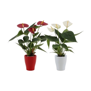 Anthurium 7 cm Red - White mix in Carly ceramics