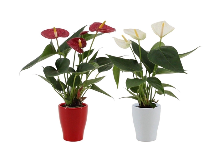 <h4>Anthurium 7 cm Red - White mix in Carly ceramics</h4>