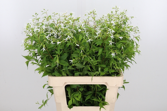 <h4>Gillenia Trifoliata</h4>