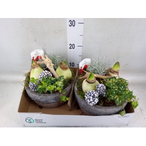Arr.   Tuinplanten L%