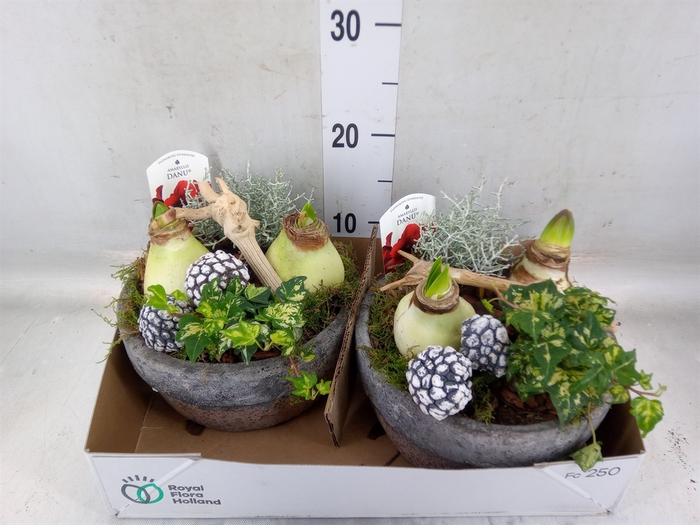 <h4>Arr.   Tuinplanten L%</h4>