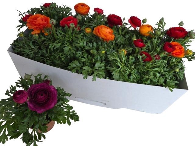 <h4>RANUN SPRINK GEM</h4>