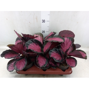 Calathea roseopicta 'Crimson'