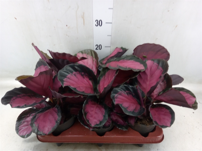 <h4>Calathea roseopicta 'Crimson'</h4>