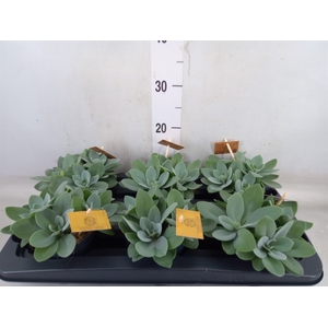 Senecio cephal. 'Mountain Fire'