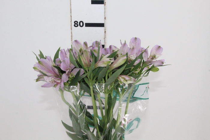 <h4>ALSTROEMERIA PLATINA 080 CM</h4>