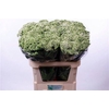 Eupatorium Ru Braulaub