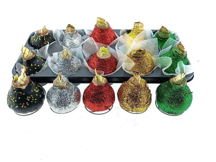 <h4>BLOEMBOL HIPPEASTRUM</h4>