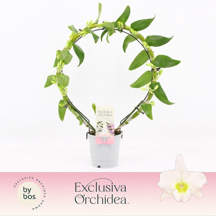 <h4>Dendrobium Nobilé, Apollon Bow 'Exclusiva Orchidea'</h4>