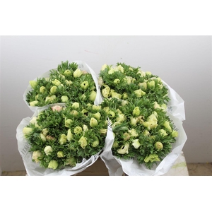 Anem Marianne Panda White